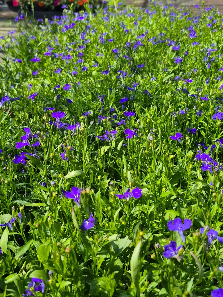 Lobelia annual erinus Laura Blue (3).webp