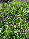 Lobelia annual erinus Laura Blue (3).webp