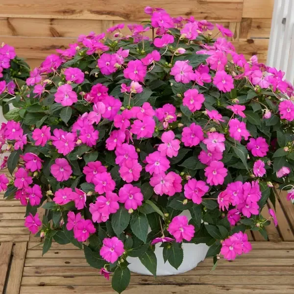 Impatiens hybrida Sunpatiens Compact Hot Lilac.webp