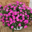 Impatiens hybrida Sunpatiens Compact Hot Lilac.webp