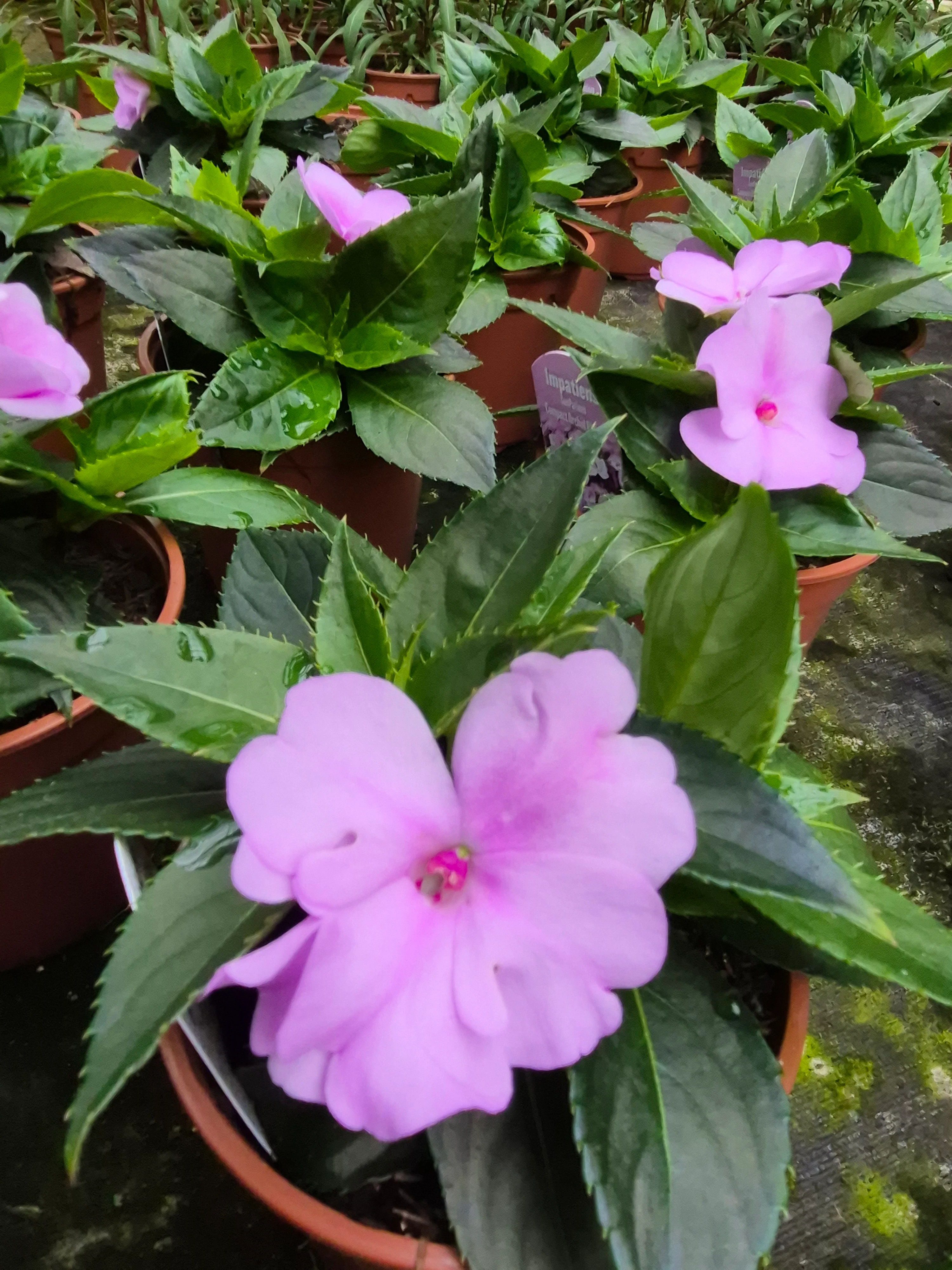 sunpatiens compact orchid blush (2).webp