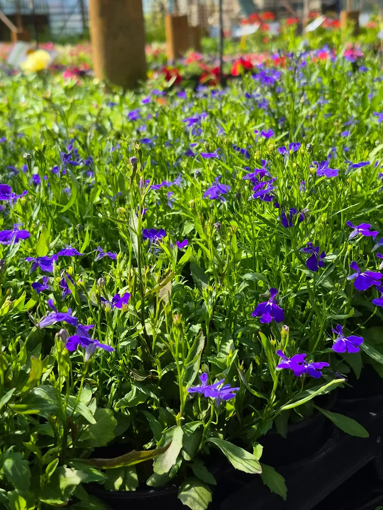 Lobelia annual erinus Laura Blue (2).webp