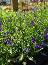 Lobelia annual erinus Laura Blue (2).webp