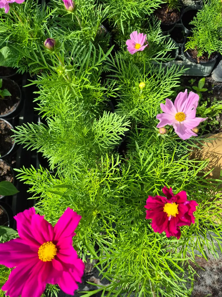 cosmos bipinnatus cantale mix (3).webp