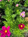 cosmos bipinnatus cantale mix (3).webp
