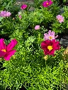 cosmos bipinnatus cantale mix (7).webp