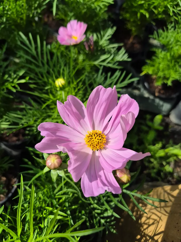 cosmos bipinnatus cantale mix (6).webp