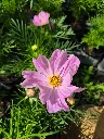 cosmos bipinnatus cantale mix (6).webp