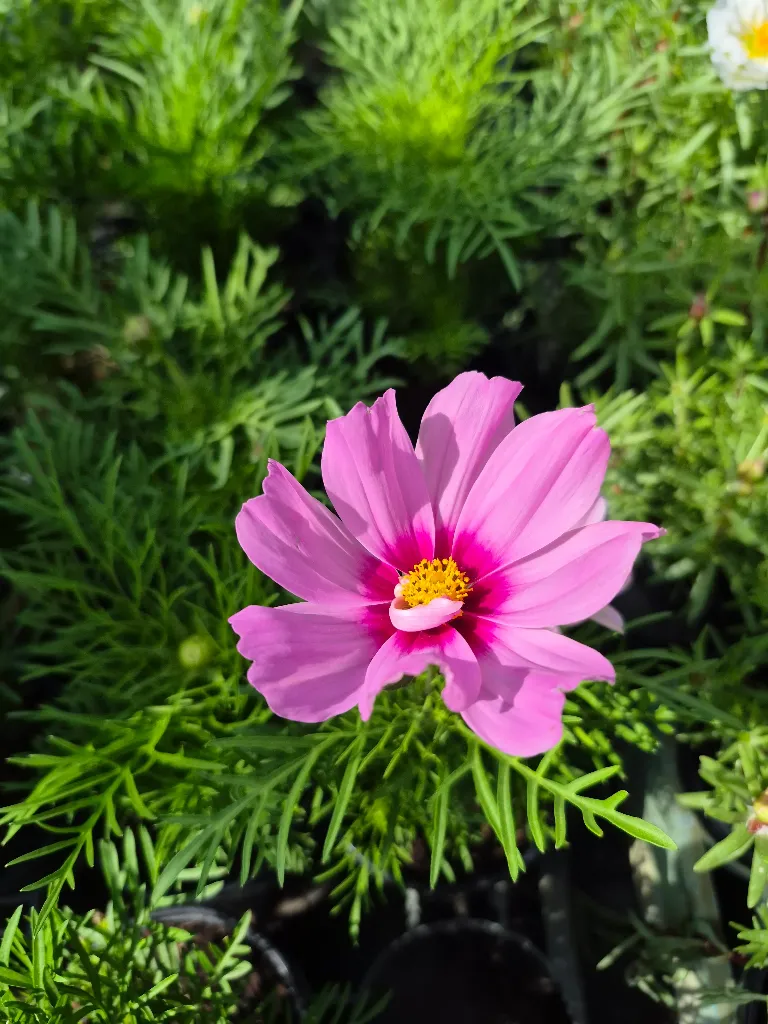 cosmos bipinnatus cantale mix (4).webp