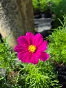 cosmos bipinnatus cantale mix (5).webp