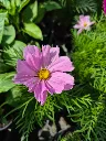 cosmos bipinnatus cantale mix (1).webp