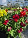 antirrhinum majus lion king mix (2).webp