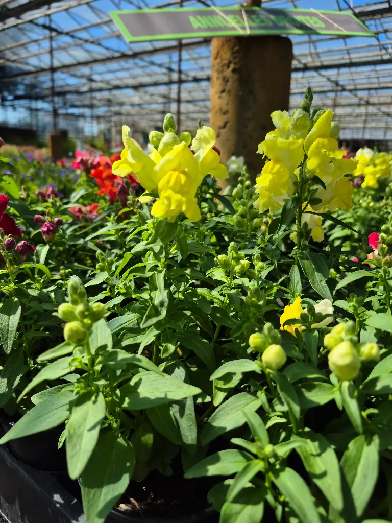 antirrhinum majus lion king mix (5).webp