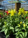 antirrhinum majus lion king mix (5).webp