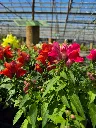 antirrhinum majus lion king mix (6).webp