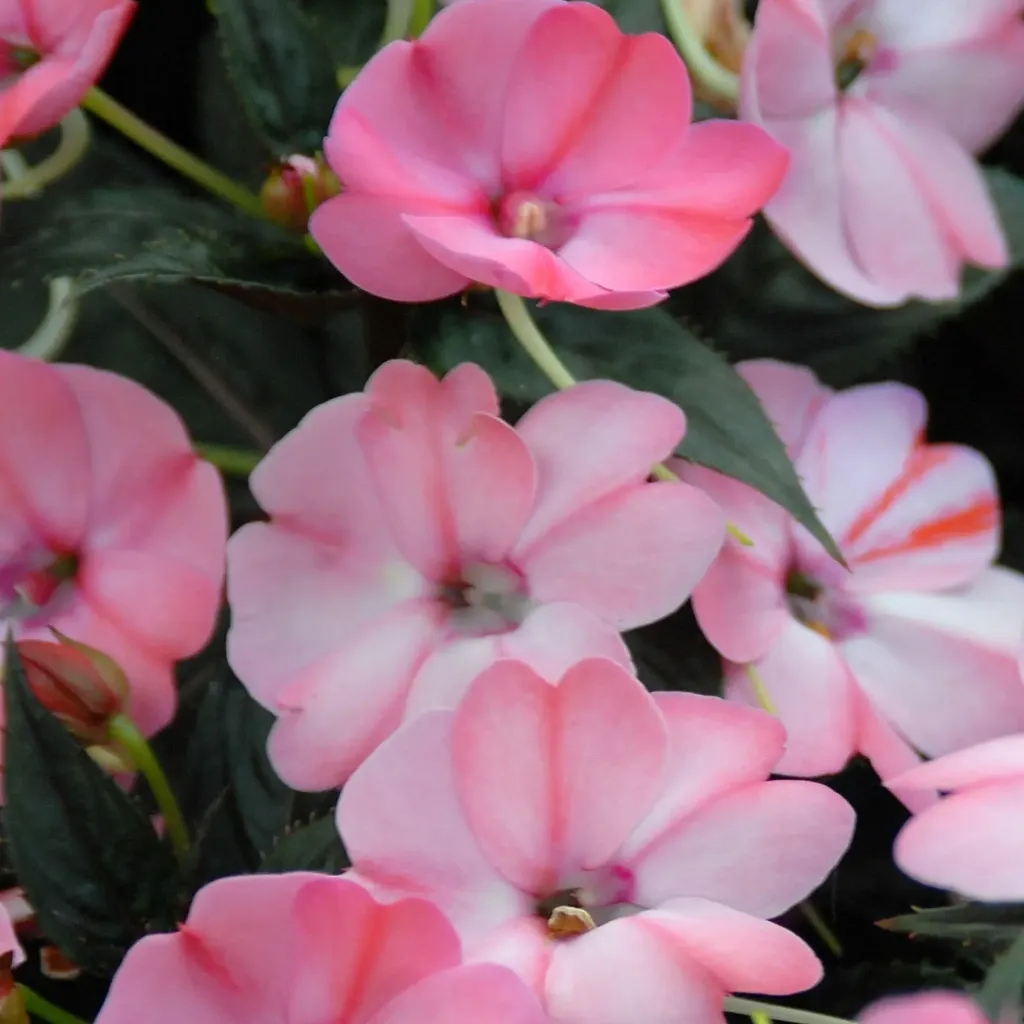 Impatiens Sunpatiens® Compact Blush Pink.webp