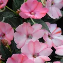Impatiens Sunpatiens® Compact Blush Pink.webp