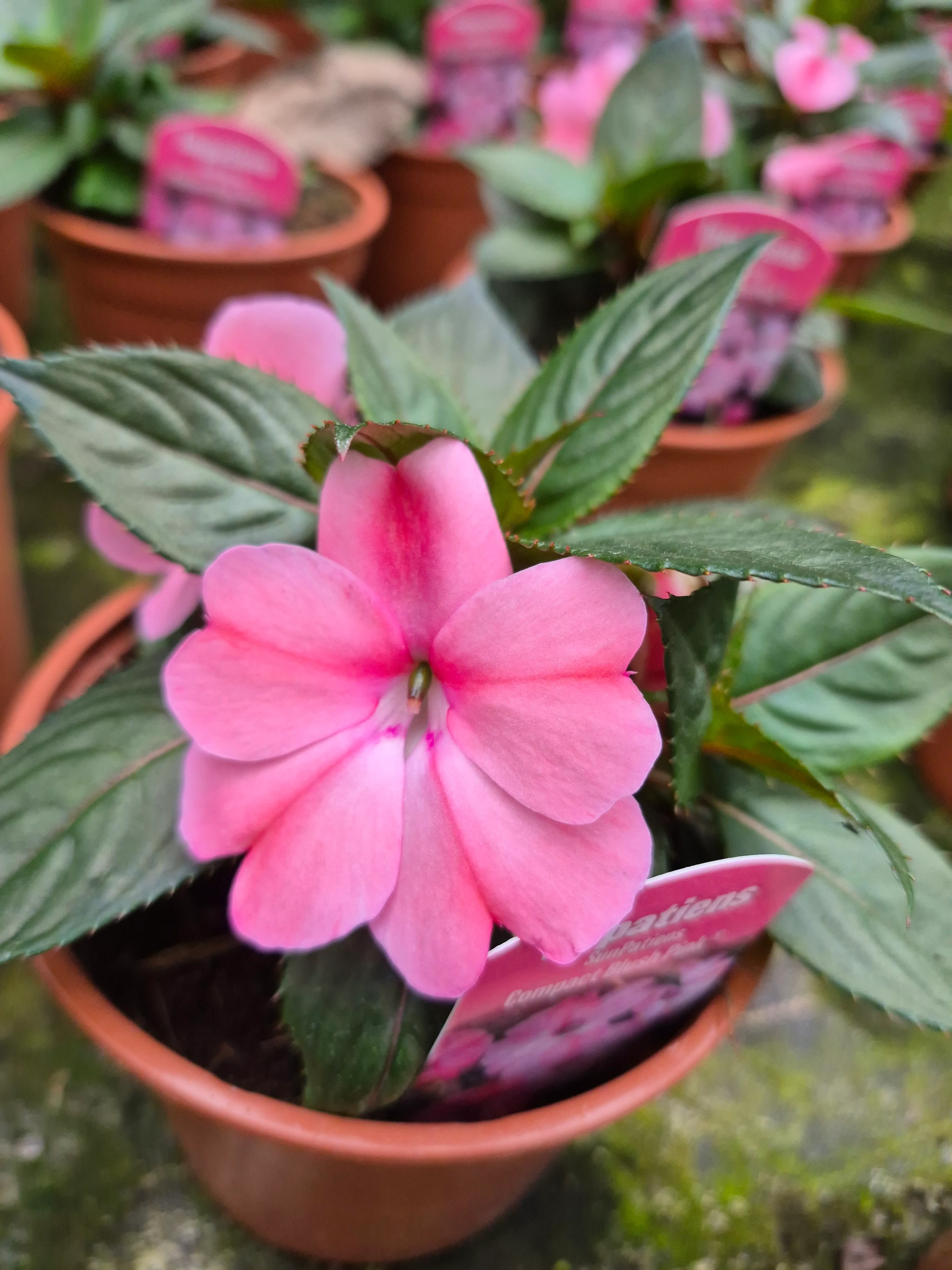 sunpatiens compact blush pink.webp