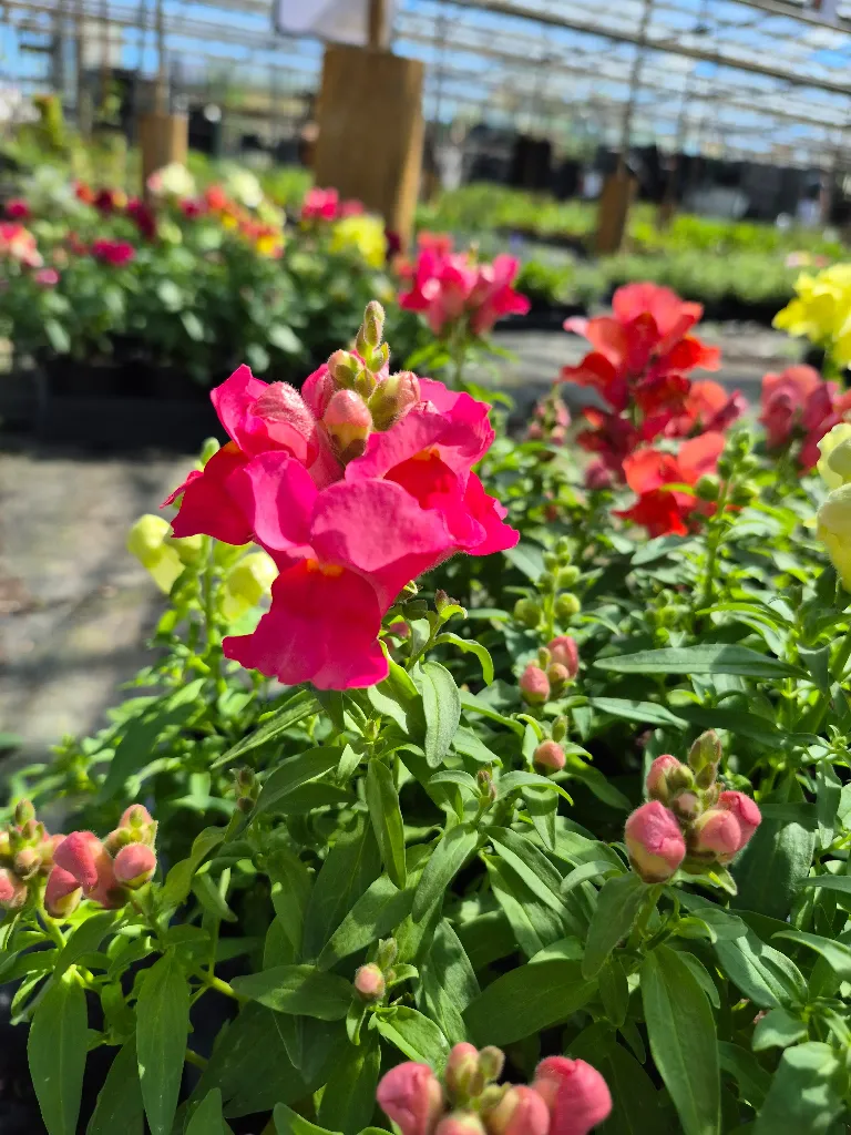 antirrhinum majus lion king mix (4).webp