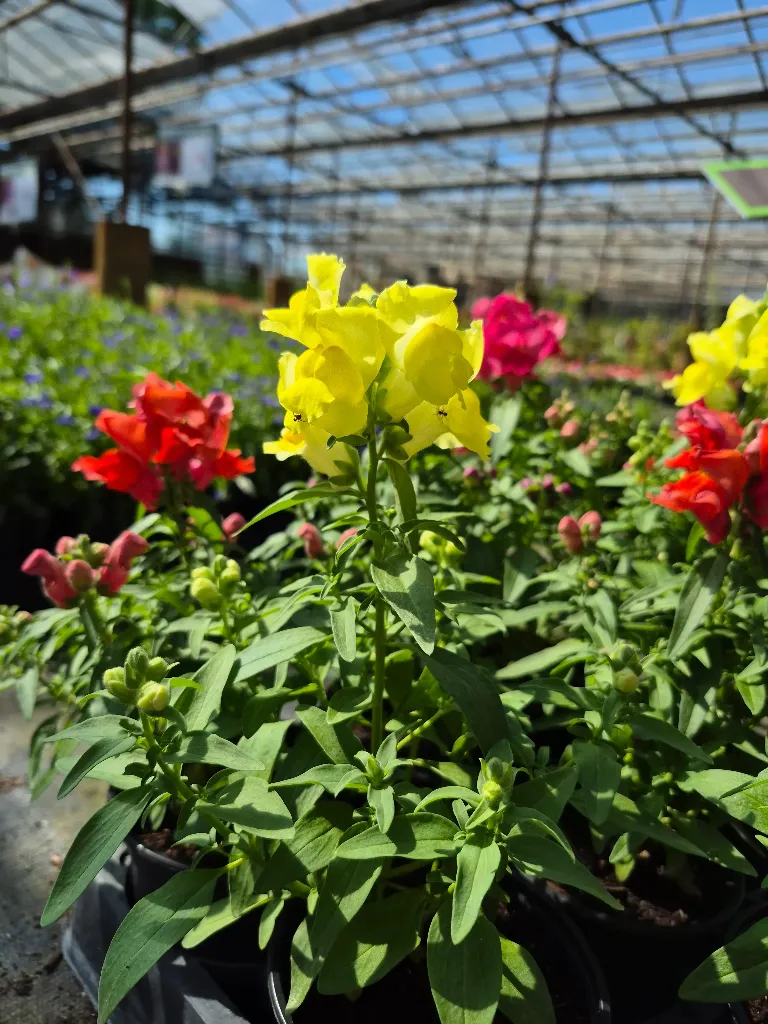 antirrhinum majus lion king mix (7).webp