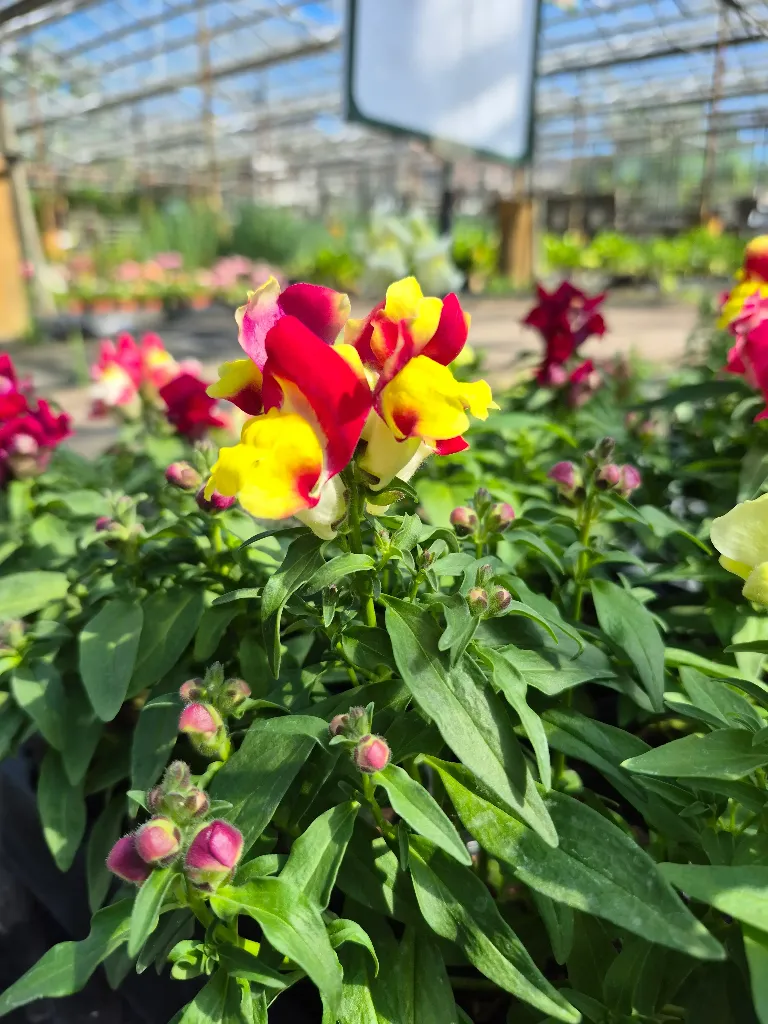 antirrhinum majus lion king mix.webp