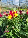 antirrhinum majus lion king mix.webp