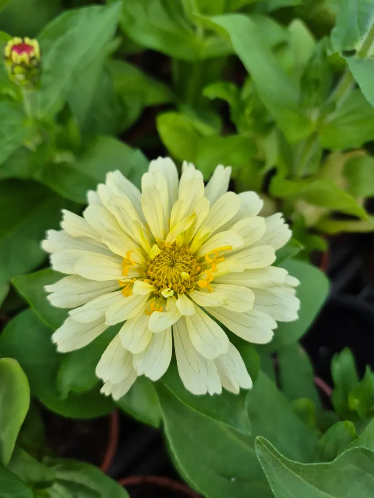 zinnia elegans dreamland mix (6).webp