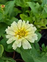zinnia elegans dreamland mix (6).webp