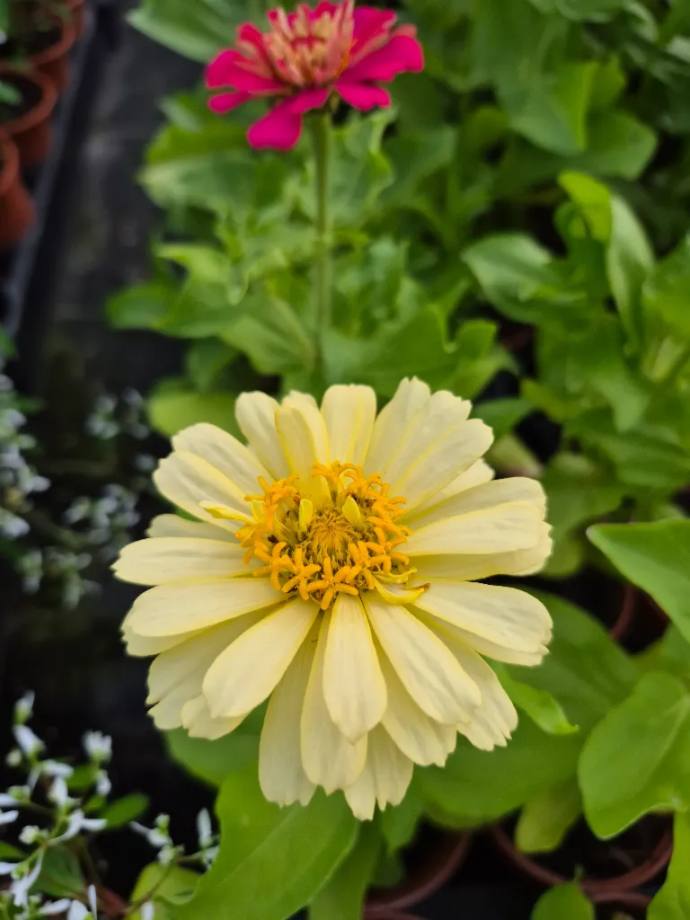zinnia elegans dreamland mix (2).webp