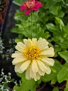 zinnia elegans dreamland mix (2).webp