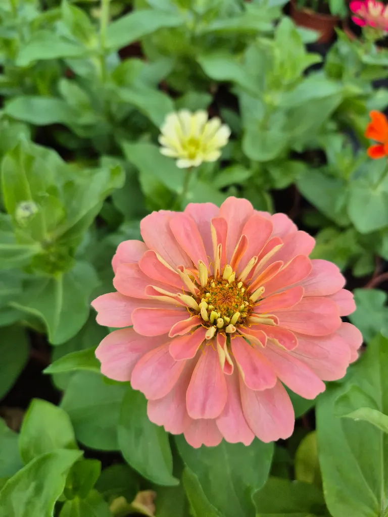 zinnia elegans dreamland mix (5).webp