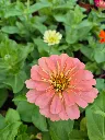 zinnia elegans dreamland mix (5).webp