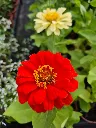 zinnia elegans dreamland mix.webp