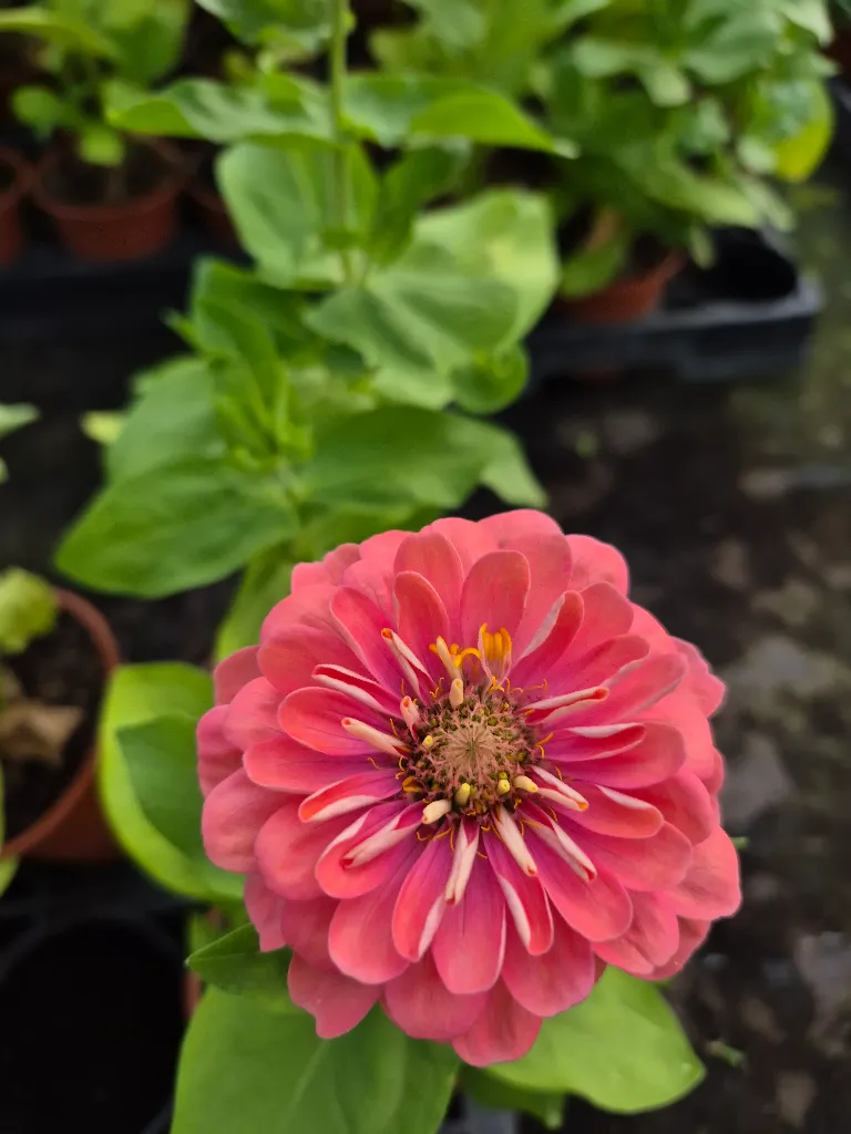 zinnia elegans dreamland mix (4).webp