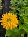zinnia elegans dreamland mix (3).webp