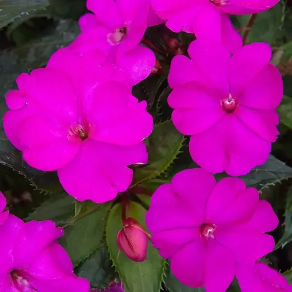 Impatiens hybrida Sunpatiens Compact Purple.webp