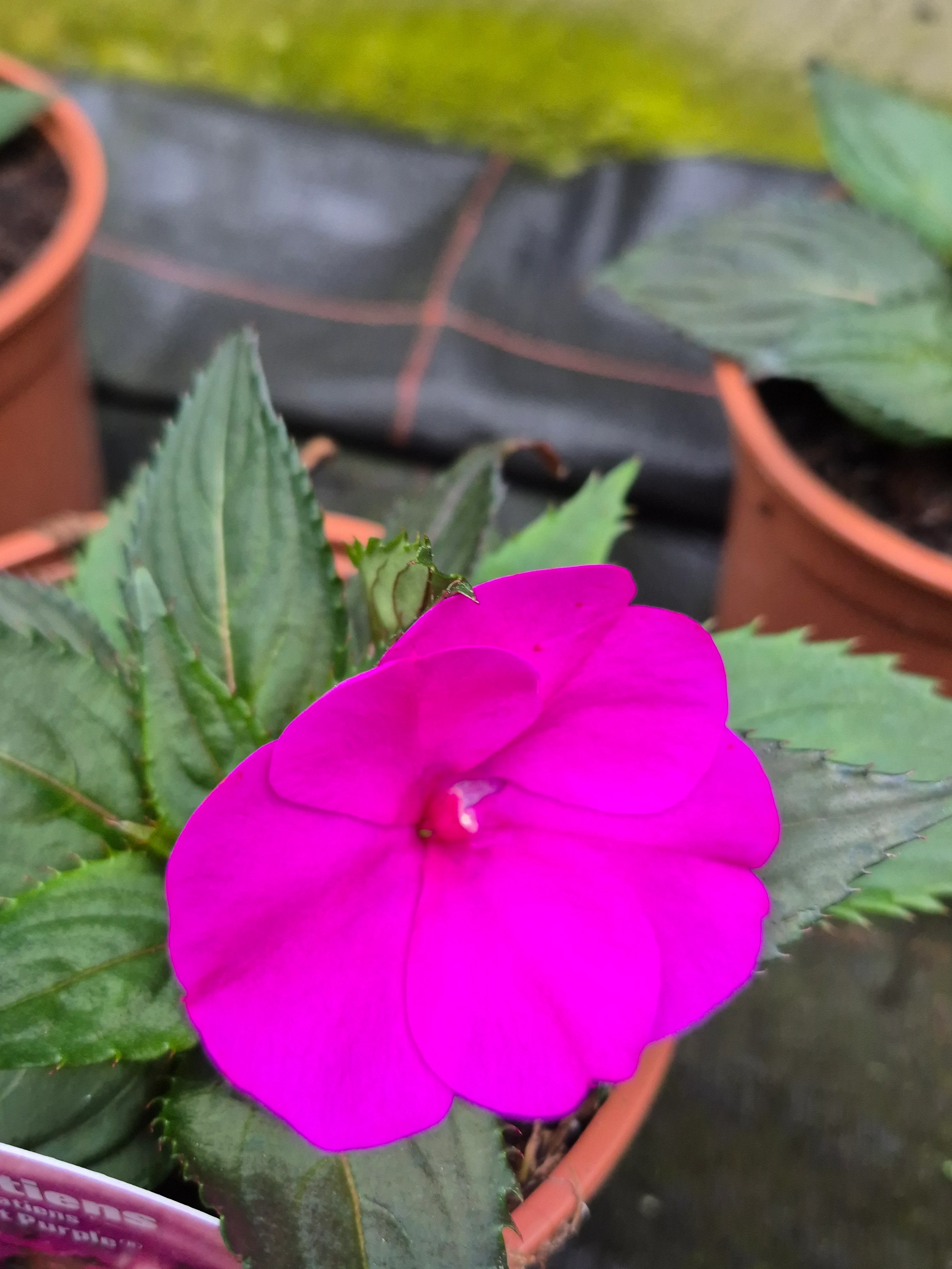 sumpatiens compact purple.webp
