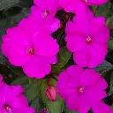 Impatiens hybrida Sunpatiens Compact Purple.webp