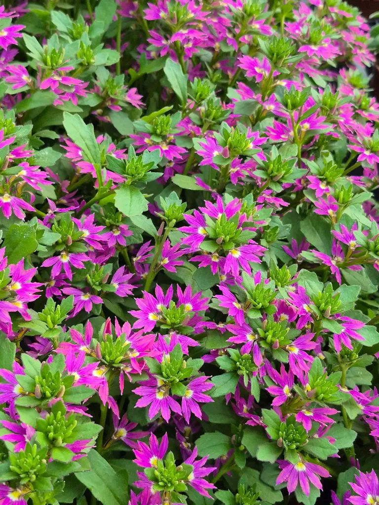 scaevola aemula deep pink touch.webp