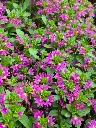 scaevola aemula deep pink touch.webp