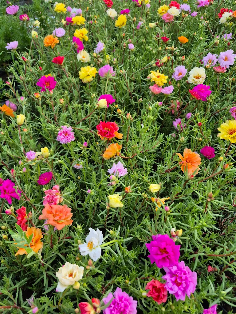 portulaca grandiflora sundial Mix (2).webp