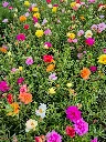 portulaca grandiflora sundial Mix (2).webp