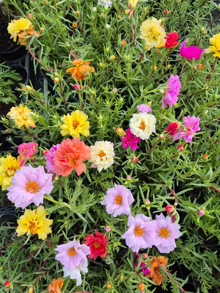 portulaca grandiflora sundial Mix.webp