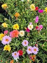 portulaca grandiflora sundial Mix.webp
