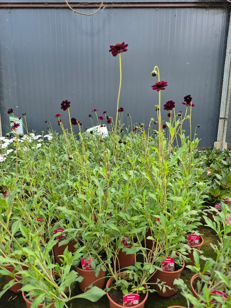 cosmos chocamocha (3).webp