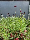 cosmos chocamocha (3).webp