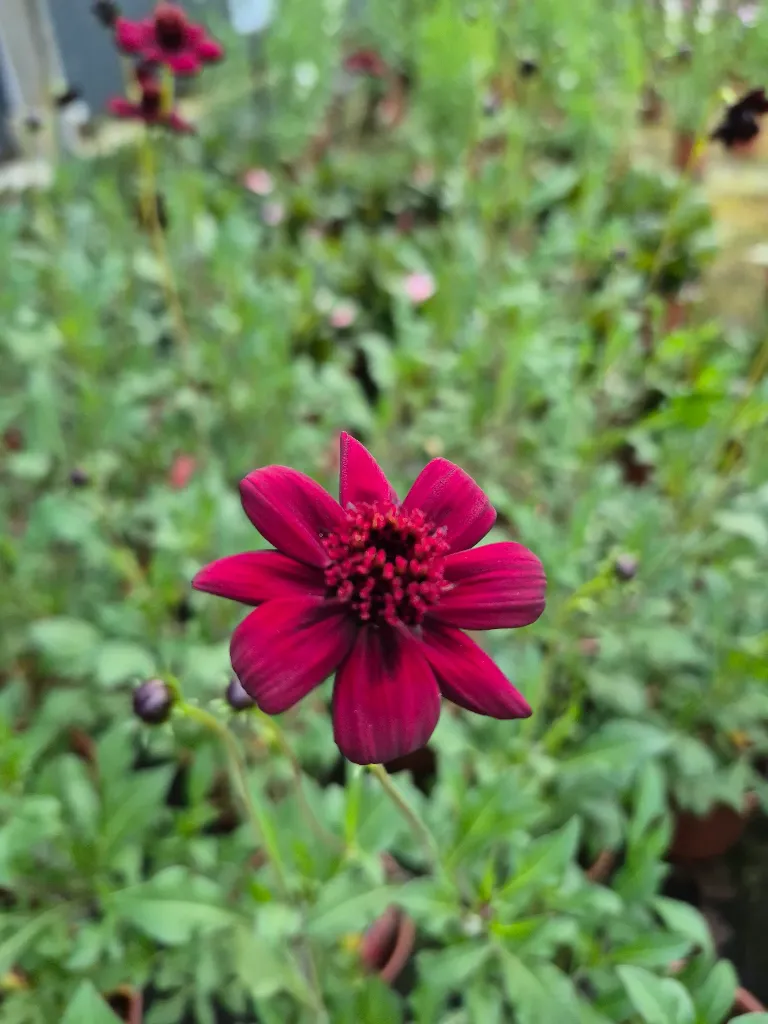 cosmos chocamocha.webp