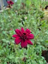 cosmos chocamocha.webp