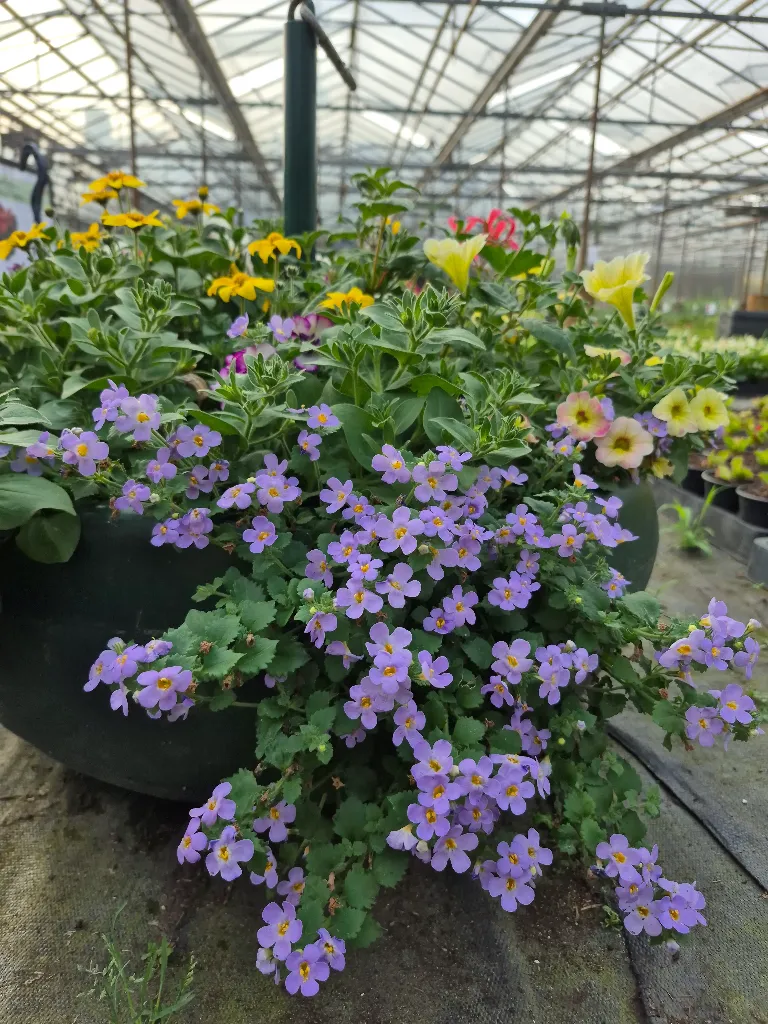 bacopa blue.webp