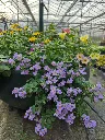 bacopa blue.webp